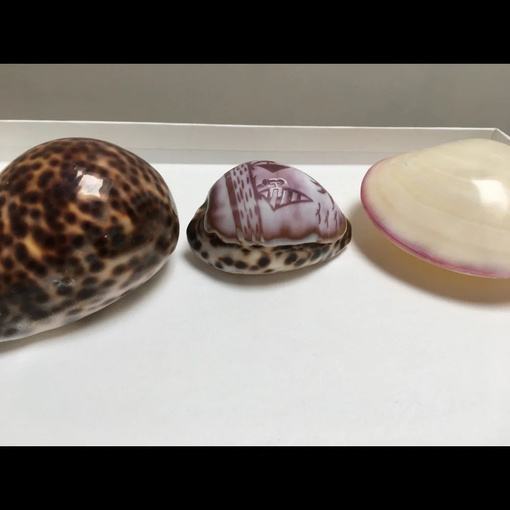 Set of 3 Sea Shells for Home/Office Decorations | Bohemian
